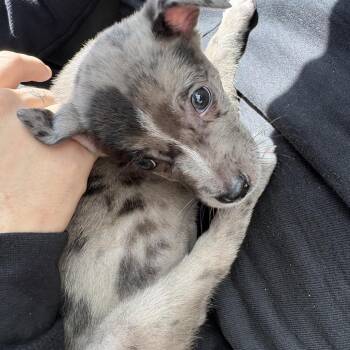 Skye -  Australian Cattle Dog Blue Heeler and Australian Shepherd Dog for Adoption in Phoenix, Arizona - Skye | PetCurious
