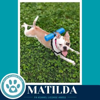 Matilda 091926 -  French Bulldog Dog for Adoption in Kimberton, Pennsylvania - Matilda 091926 | PetCurious
