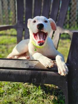 Shepherd Dogs Available for Adoption - Spooky "Pookie | PetCurious