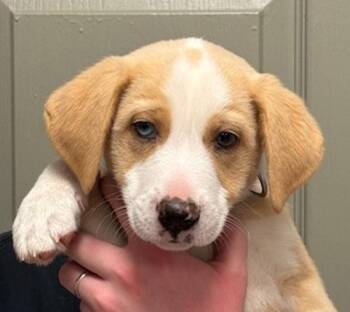 Labrador Retriever and Australian Cattle Dog Blue Heeler Dogs Available for Adoption - Levi | PetCurious