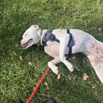 Mixed Breed Dogs Available for Adoption in Philadelphia, Pennsylvania - PT **Courtesy Post** | PetCurious