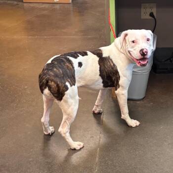 Harpo -  Pit Bull Terrier Dog for Adoption in Norman, Oklahoma - Harpo | PetCurious