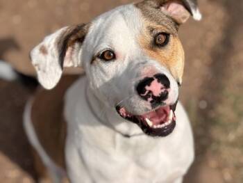 Labrador Retriever and Mixed Breed Dogs Available for Adoption - SPEEDY | PetCurious