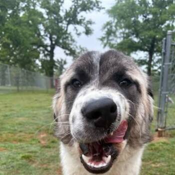 Great Pyrenees and Anatolian Shepherd Dogs Available for Adoption in Niagara Falls, Ontario - Rufus (20260416-05) | PetCurious