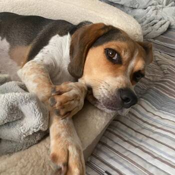 Zoom -  Beagle Dog for Adoption in Bella Vista, Arkansas - Zoom | PetCurious