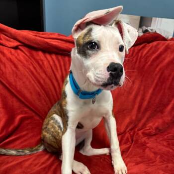 Mixed Breed Dogs Available for Adoption in Naperville, Illinois - Jules | PetCurious