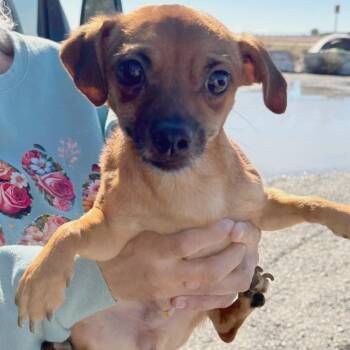 Ravioli -  Chihuahua Dog for Adoption in Reno, Nevada - Ravioli | PetCurious