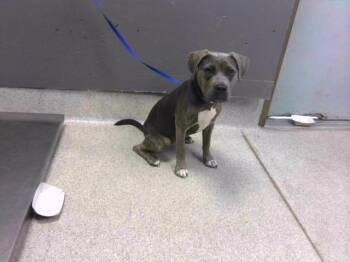 BELLA -  American Staffordshire Terrier and Mixed Breed Dog for Adoption in Tallahassee, Florida - BELLA | PetCurious