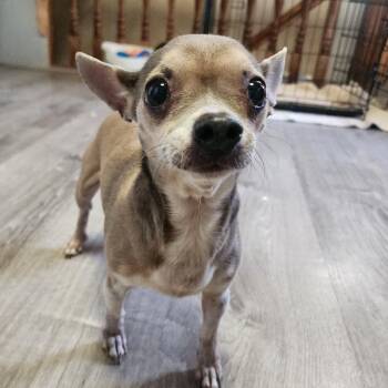Rescue Chihuahua Dogs for Adoption in Lincoln, Nebraska - Scooter | PetCurious