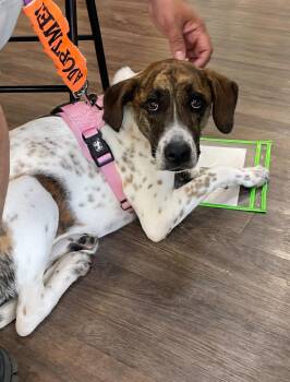 Catahoula Leopard Dog and Mountain Cur Dogs Available for Adoption in Gun Barrel City, Texas - Patches | PetCurious