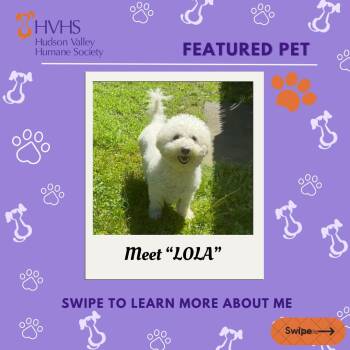 Bichon Frise Dogs Available for Adoption in Pomona, New York - LOLA | PetCurious