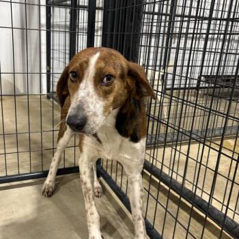 Rescue Hound Dogs for Adoption in Louisa, Virginia - Sawyer | PetCurious