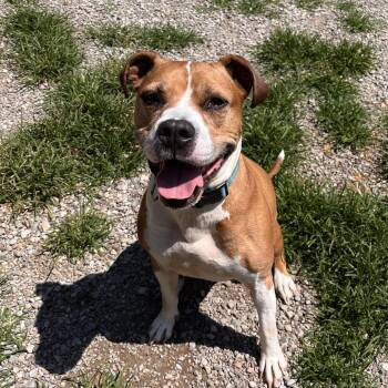 Cruz -  Mixed Breed Dog for Adoption in Fairport, New York - Cruz | PetCurious
