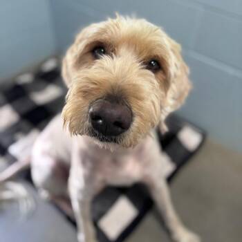 Mixed Breed Dogs Available for Adoption - Phillip | PetCurious