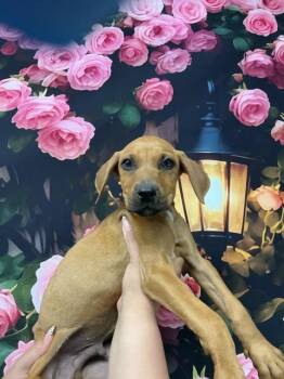 Pit Bull Terrier and Mixed Breed Dogs Available for Adoption in San Bernardino, California - ALMOND JOY | PetCurious