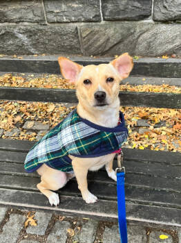Rescue Rat Terrier and Chihuahua Dogs for Adoption in Brewster, New York - Rosie The Regal | PetCurious