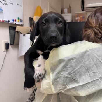 Black Labrador Retriever Dogs Available for Adoption in Pekin, Illinois - Elio | PetCurious