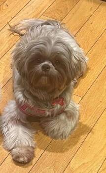 26Saffron -  Shih Tzu Dog for Adoption in Shingle Springs, California - 26Saffron | PetCurious