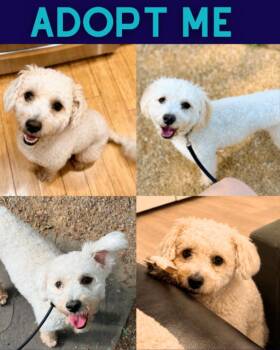 Curry -  Miniature Poodle and Poodle Dog for Adoption in Boulder, Colorado - Curry | PetCurious