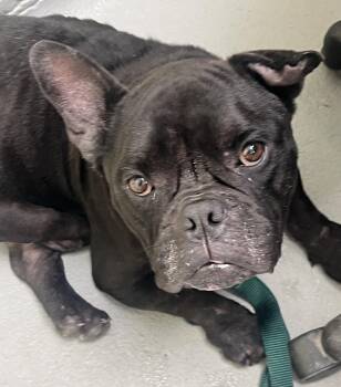 Sirius -  French Bulldog and Bulldog Dog for Adoption in Mendham, New Jersey - Sirius | PetCurious