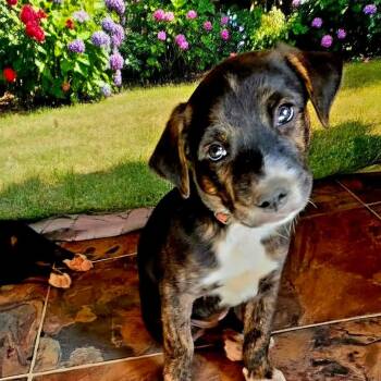 Haleakala -  Mixed Breed Dog for Adoption in Columbia, Maryland - Haleakala | PetCurious