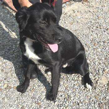 Bugsy -  Labrador Retriever and Mixed Breed Dog for Adoption - Bugsy | PetCurious