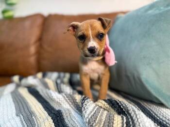 Pit Bull Terrier and Labrador Retriever Dogs Available for Adoption - Nae Nae Baby | PetCurious