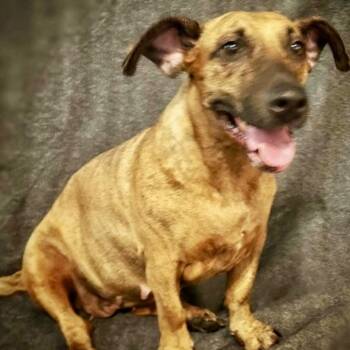 Bindi -  Mixed Breed Dog for Adoption in Brewton, Alabama - Bindi | PetCurious