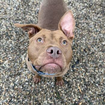 Mixed Breed Dogs Available for Adoption in Midland, Michigan - Shug  | PetCurious