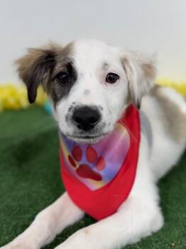 Golden Retriever and Spaniel Dogs Available for Adoption in Carlsbad, California - Lollipop | PetCurious