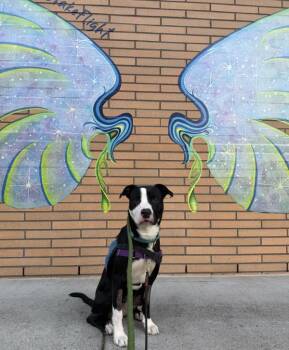 Rescue Pit Bull Terrier Dogs for Adoption in Troutdale, Oregon - Spider (mcas) | PetCurious