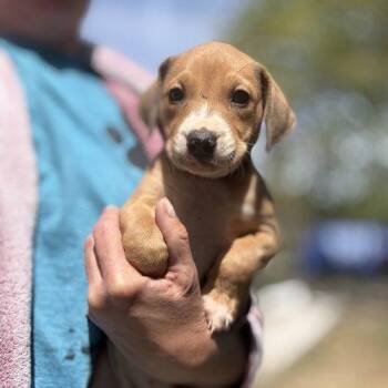 American Foxhound and Black And Tan Coonhound Dogs Available for Adoption in Sanford, North Carolina - Gracie | PetCurious