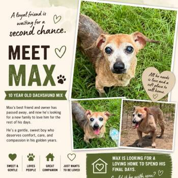 Max -  Dachshund Dog for Adoption in Anahuac, Texas - Max | PetCurious