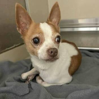 Chihuahua Dogs Available for Adoption - Carl | PetCurious