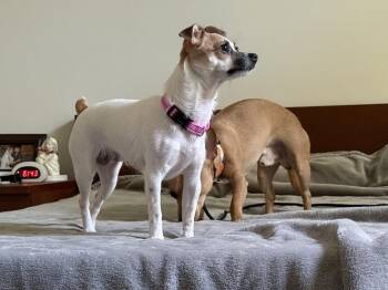 Luna -  Chihuahua and Papillon Dog for Adoption in Middletown, Connecticut - Luna | PetCurious