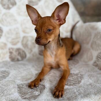 Bitty Bop -  Chihuahua Dog for Adoption in Chico, California - Bitty Bop | PetCurious