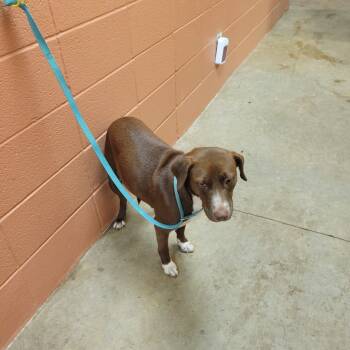 Rescue Terrier and Mixed Breed Dogs for Adoption in Bossier City, Louisiana - Judicia | PetCurious