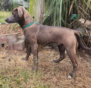 Rescue Labrador Retriever Dogs for Adoption in Chesapeake, Virginia - Michael (lab Mix Puppy) | PetCurious