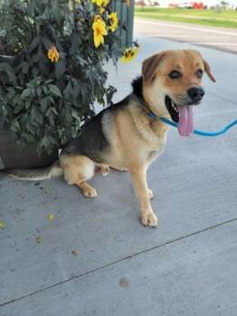 Drizzle -  German Shepherd Dog and Mixed Breed Dog for Adoption in Fergus Falls, Minnesota - Drizzle | PetCurious