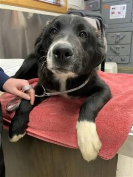 VINCE -  Husky and Great Pyrenees Dog for Adoption in Fairbanks, Alaska - VINCE | PetCurious