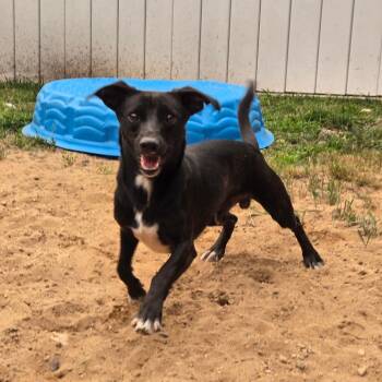 CT Monkey 18lbs! -  Jack Russell Terrier and Mixed Breed Dog for Adoption in Stormville, New York - CT Monkey 18lbs! | PetCurious