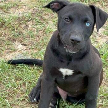 Whitley -  Black Labrador Retriever and Pit Bull Terrier Dog for Adoption in Semmes, Alabama - Whitley | PetCurious