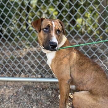 Rescue Hound Dogs for Adoption in Columbia, South Carolina - Harmony | PetCurious