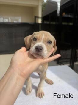 Mixed Breed Dogs Available for Adoption in West Chester, Pennsylvania - Yara | PetCurious