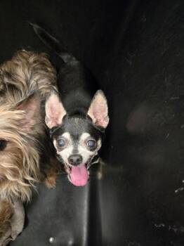 BLK/TAN -  Mixed Breed Dog for Adoption in Dallas, Texas - BLK/TAN | PetCurious