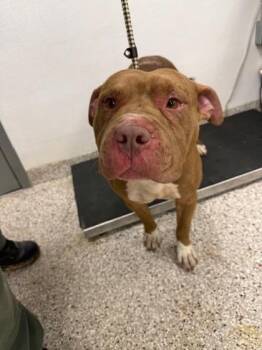 Terrier and Mixed Breed Dogs Available for Adoption - Hoagie | PetCurious