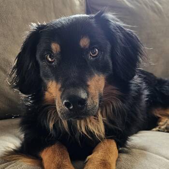Australian Shepherd Dogs Available for Adoption - Icarus | PetCurious