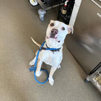 Labrador Retriever and Mixed Breed Dogs Available for Adoption in Council Bluffs, Iowa - Tito | PetCurious