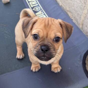 Porky -  Pug and Yorkshire Terrier Dog for Adoption in Las Vegas, Nevada - Porky | PetCurious