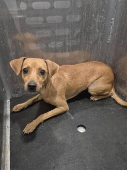 A823606 -  Chihuahua Dog for Adoption in San Antonio, Texas - A823606 | PetCurious